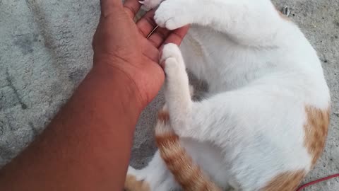 My cat veery playful