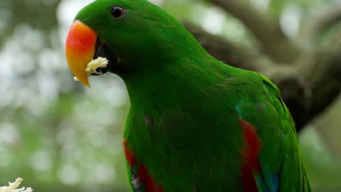 Parrot eating
