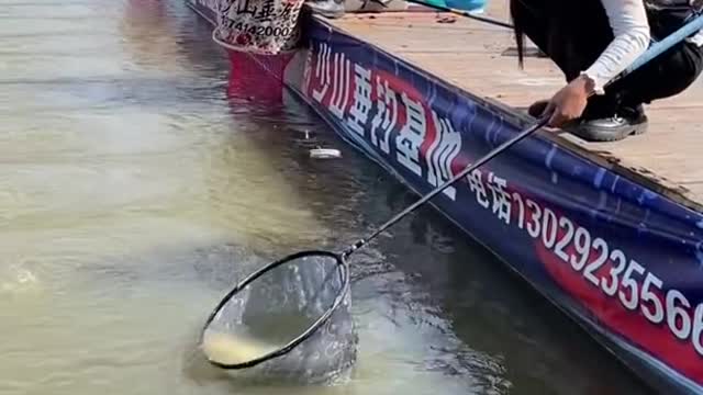 Best Asian Fishing Video 🐟 Weekend Fishing 🐟 #shorts
