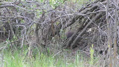 Porcupines