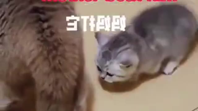 Funny cat moment