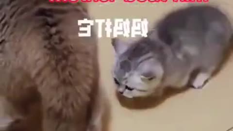 Funny cat moment