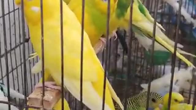 Lovely and Funny Animals Cute Parrot and Funny Parrot video Clip 2021 20