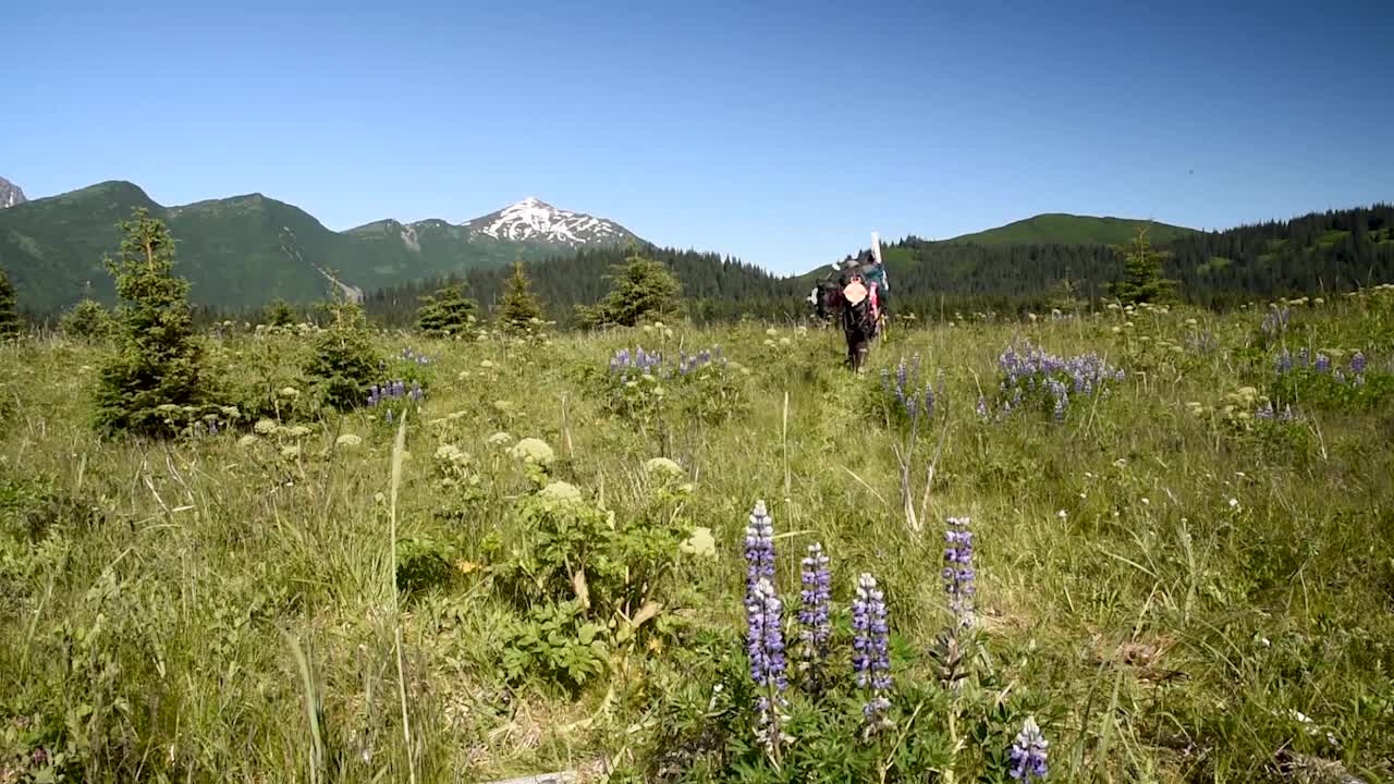 Salt Marsh Monitoring - Lake Clark National Park & Preserve