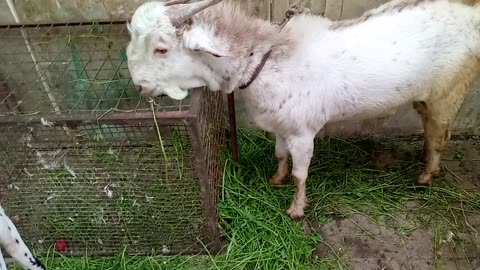 My lovly goat waaoo