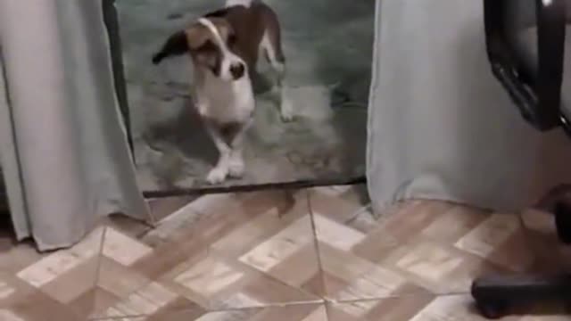 Dog repair music bacteria dog repair dog star people funny