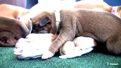 Dog puppies