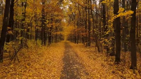 Enchanting Autumn Forests with Beautiful Piano Music