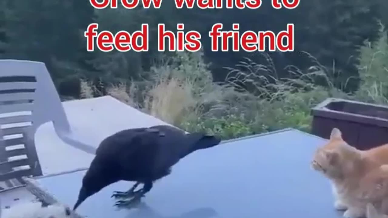 Crow and Puppy's friendship,🤓 Funny and cute animals