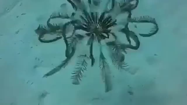 Have you ever seen a swimming feather star