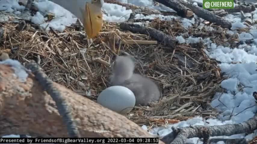 Bald Eagle Hatches in Southern California on Live Camera Feed