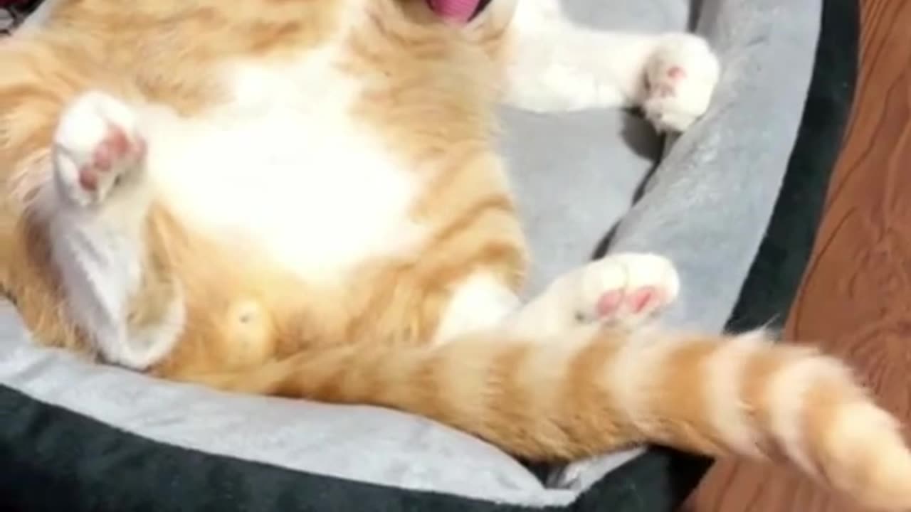 Best Funny Animal Videos Of The 2023 🤣