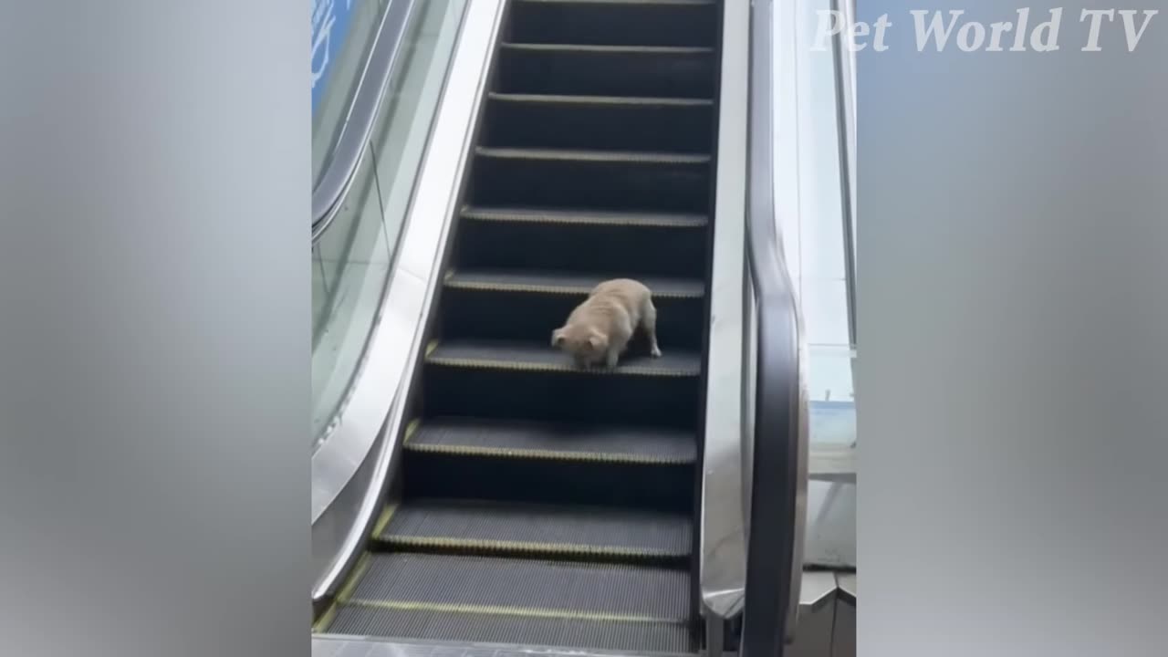 Funniest Cats and Dogs Awesome πΆπ» Funny Pet Animals Life Videos π!