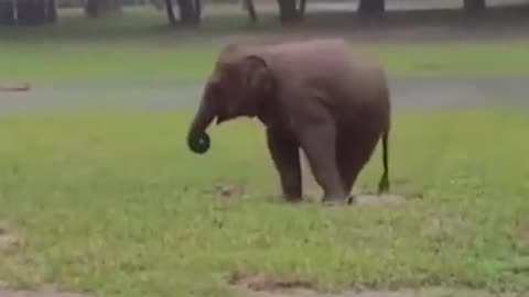 Have you ever seen an elephant dancing in the rain #shorts #viral #shortsvideo #video