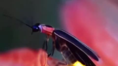 The insect is glowing in the night