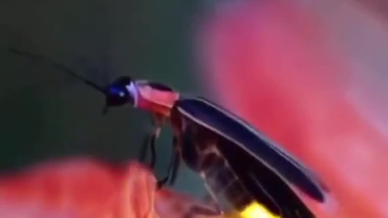 The insect is glowing in the night