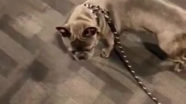 Funny Dog Fail Cute Runaway