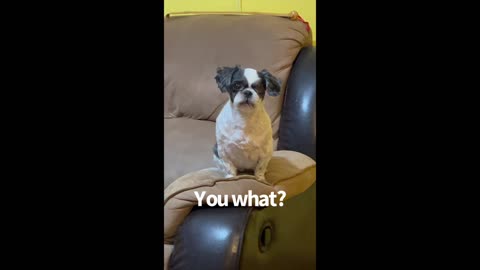 The Talking Dog