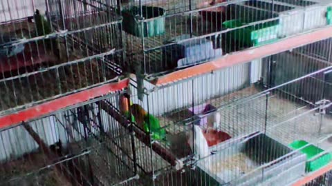 Birds lover