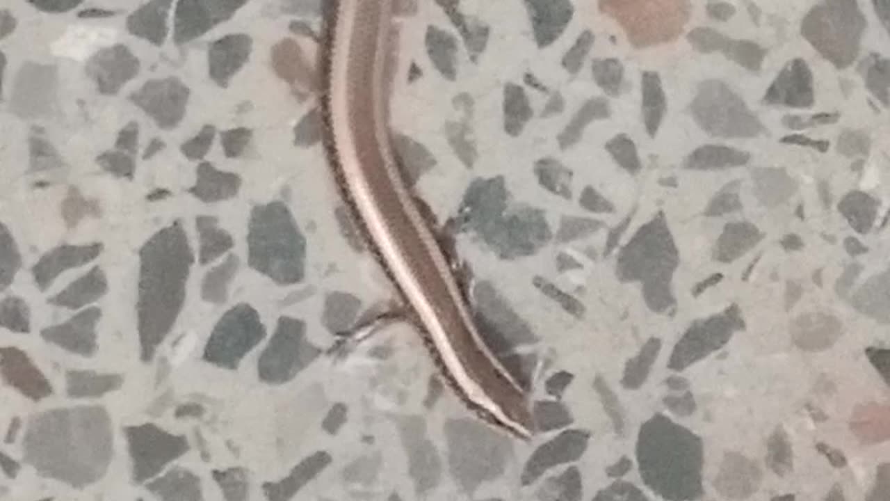 Little Snake On Farsh