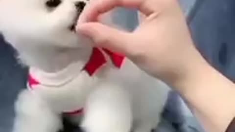 Very cute dog