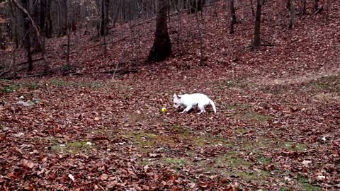 Best of FUNNY DOG videos will Fill the black hole in your heart