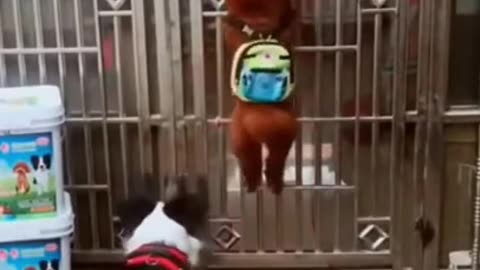 Funny Dog Videos