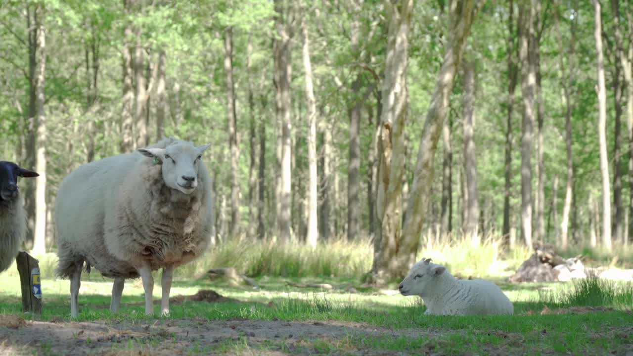 Sheep Animal Stock Lamb White Wool Cute 🤩🤩
