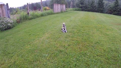 Mother skunk threatens "spraying" to protect babies