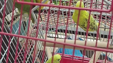 Pet birds