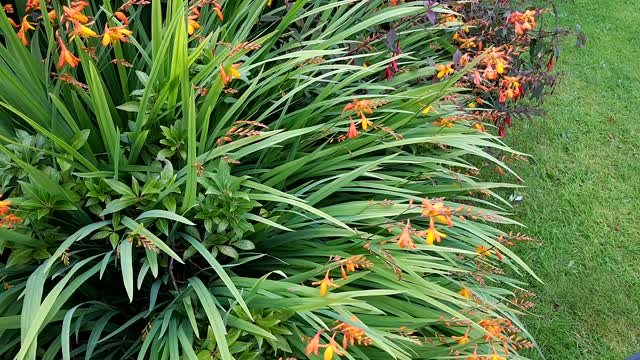 Montbretia plant in full bloom