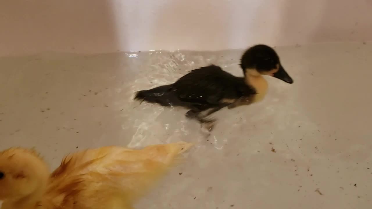 BABY DUCKS IN THE BATHTUB