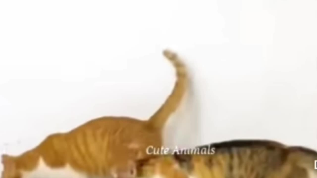 Funniest creature are animals 🤣🤣