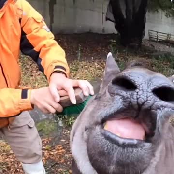 Tapir enjoying his cleaning - brushing Tapir