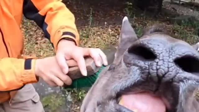 Tapir enjoying his cleaning - brushing Tapir