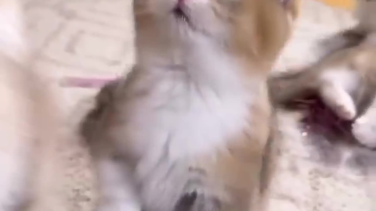 Funny and cute cat