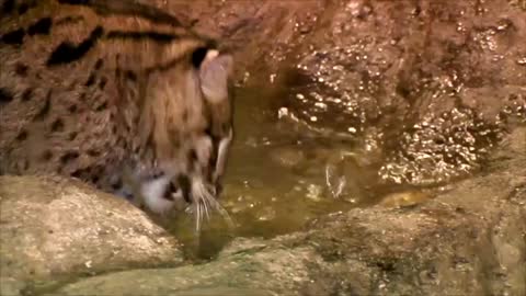 Fishing Cat: The Cat That Hunts Underwater