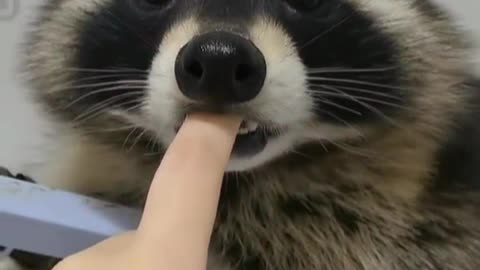 raccoon biting finger