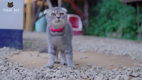 4k quality animals footage - cats and kittens beautiful scene episode | viral cat