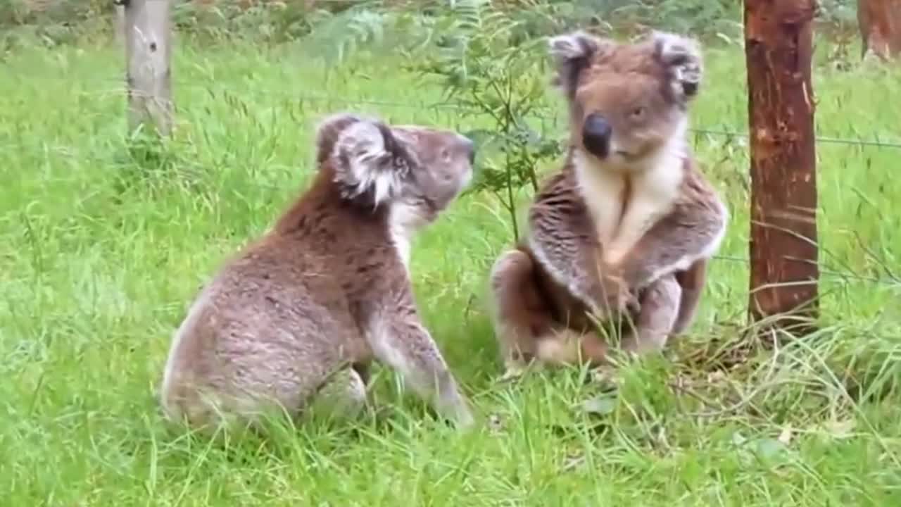 Koala Fight-Funny Animals Fighting-Lovely Koalas