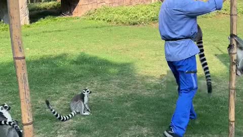 The lemur