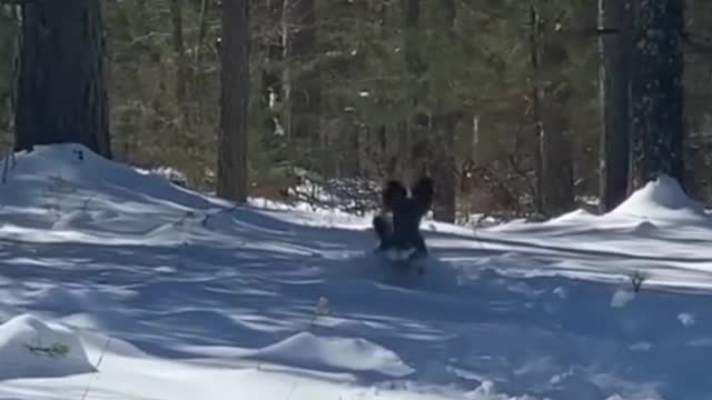 The dog seems to love the snow and can't stop running