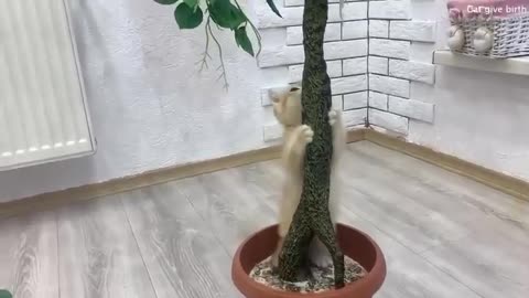 Baby kitten teaches puppy to climb a tree while mom cat can't see