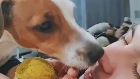 Ты что спишь🤫😴🥰🤣 #рэм #ram #джекрасселтерьер #собака #dog #ням