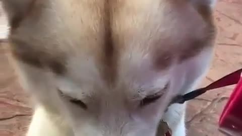 Cute and funny dog videos #1