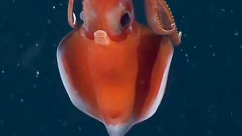 FOOTAGE OF A FASCINATING SQUID CALLED THE OCTOPOTEUTHIS DELETRON