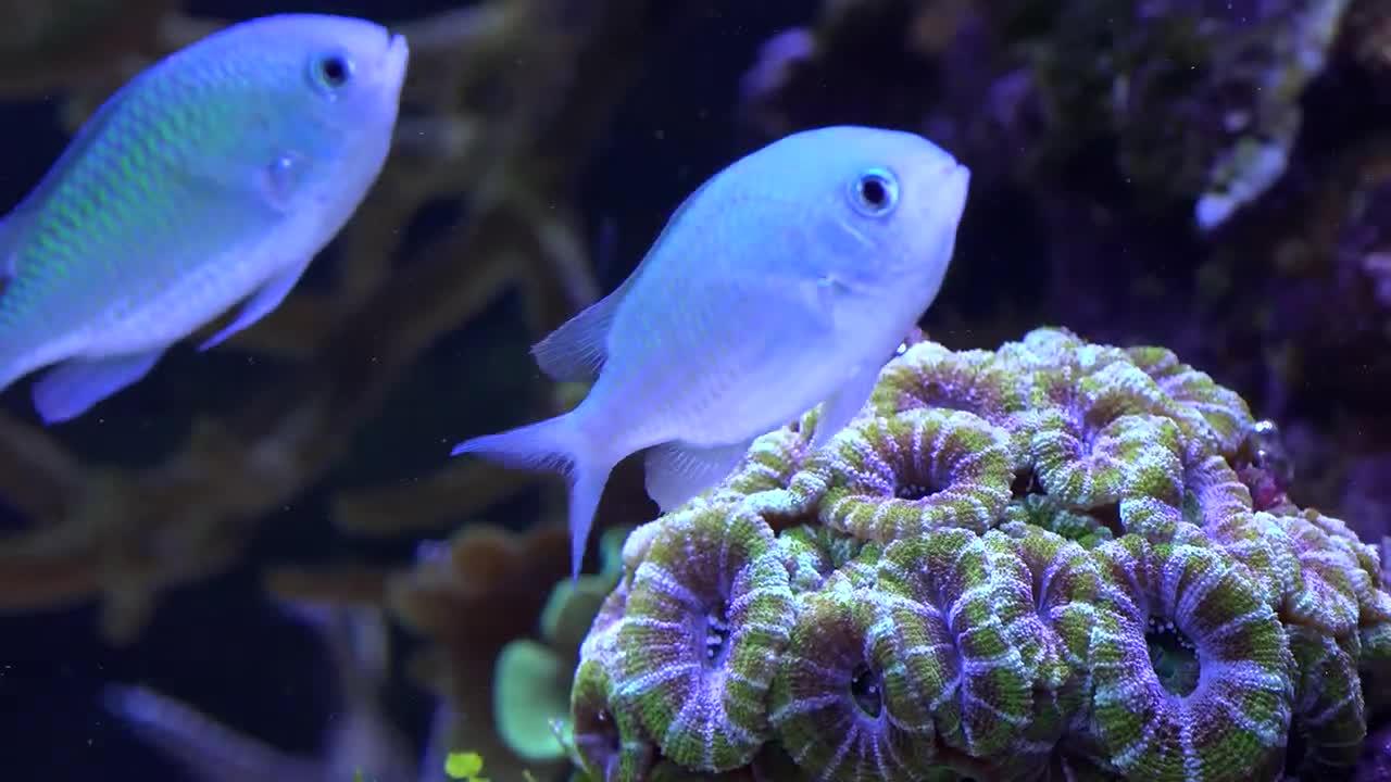 BEAUTY OF NATURE | UNDERWATER | 4K UHD