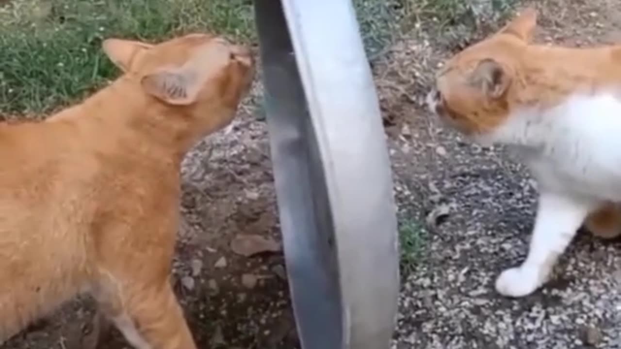 Cute and funny cats clips