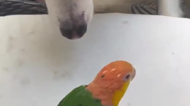 Parrot Repeatedly Scares Dog Just by Walking in Their Direction