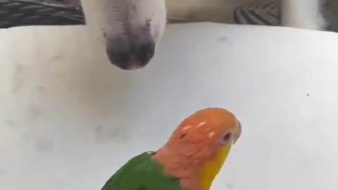 Parrot Repeatedly Scares Dog Just by Walking in Their Direction